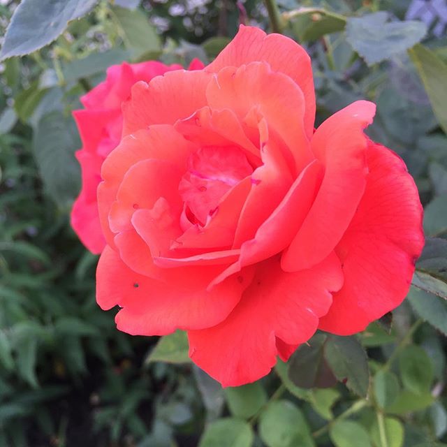 A summer's rose.