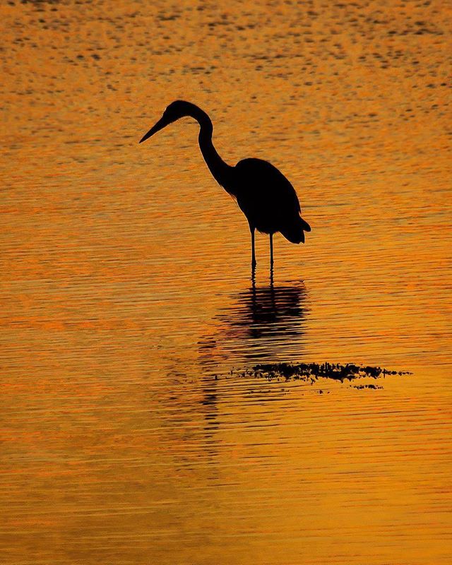 Weekend Round Up: Stunning sunset silhouette shot of a Heron wonderfully captured by @gsager18.
Congratulations Greg!
⚊⚊⚊⚊⚊⚊⚊⚊⚊⚊⚊⚊⚊⚊⚊⚊⚊⚊⚊
For a chance to be featured please tag and follow @igersmass ⚊⚊⚊⚊⚊⚊⚊⚊⚊⚊⚊⚊⚊⚊⚊⚊⚊⚊⚊
Together let's celebrate the beauty of our  Commonwealth of Massachusetts
July 30, 2017
