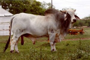 brahma-bull-1-jpg | Quincy News About Quincy Massachusetts