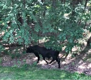 bull-on-the-run-michele-clements | Quincy News About Quincy Massachusetts