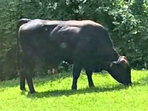 littleton_bull-WHDH 7-8x6 | Quincy News About Quincy Massachusetts