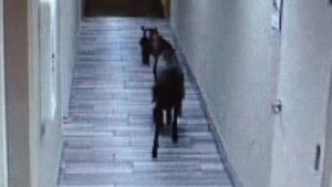 goat-hallway-auburn | Quincy News About Quincy Massachusetts
