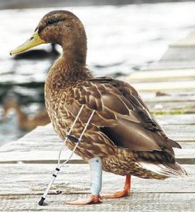 lame-duck-sentinelprogress.com | Quincy News About Quincy Massachusetts