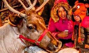 stone-zoolights-reindeer | Quincy News About Quincy Massachusetts