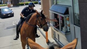 mounted-police-at-dunkin | Quincy News About Quincy Massachusetts
