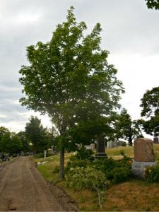 mt-wollaston-chainsaw-june-2018-3 | Quincy News About Quincy Massachusetts