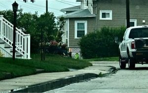 DCR-tree-june-2018-2 | Quincy News About Quincy Massachusetts