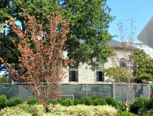 kim-jong-koch-dead-trees-8-28-2018-8x6 | Quincy News About Quincy Massachusetts