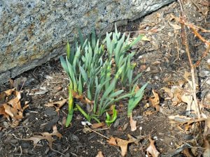 spring-march-20-2019-1 | Quincy News About Quincy Massachusetts