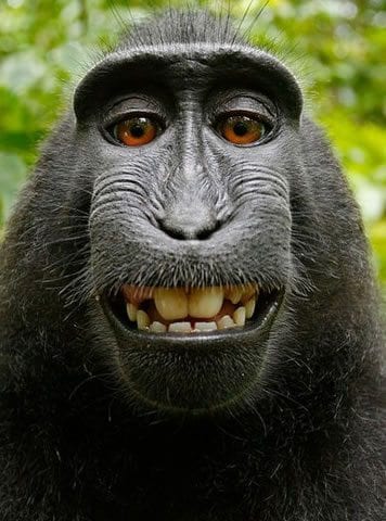 CDATA[Long suspected but now apparently a full-blown rumor, Obama Care’s androgynous, man-child, cocoa sipping ‘Pajama Boy’ would appear to have been outed. ‘His’ true identity would appear to actually be Marie Harf, a U.S. State...![What the Q? More Selfie Monkey Business