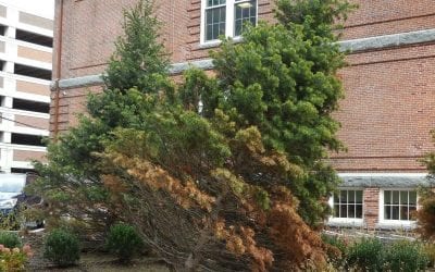 Coddington Hall’s dangerous sideways trees finally righted
