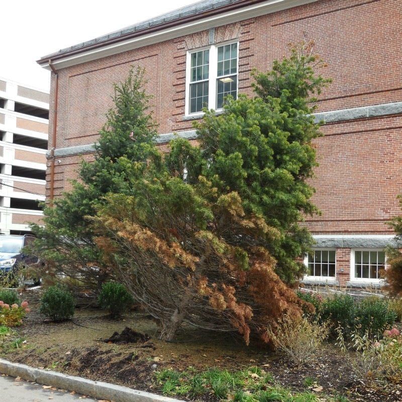 Coddington Hall’s dangerous sideways trees finally righted Trees dangerously sideways - a Quincy Quarry photo