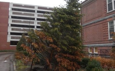 Quincy Park and Forestry CSI team at the scene of serial crimes?