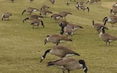 Quincy High School Overrun by Suspected Undocumented Aliens