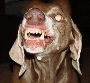 evil-dog | Quincy News About Quincy Massachusetts