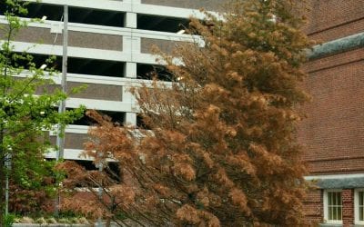 Coddington sideways and dead trees double feature exposé