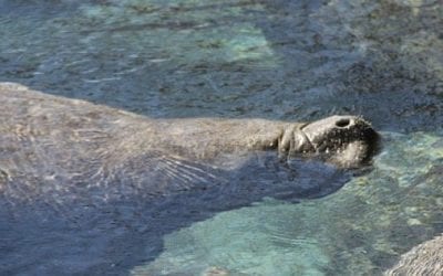 Quincy Ward Councillor fails to speak up on Squantum development proposal