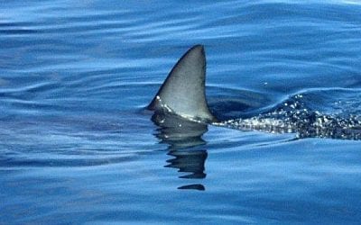 Quincy Quarry Weekly Fish Wrap: Quincy Quarry News recovers