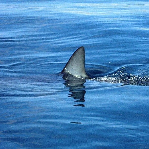 Atlantic White Shark Conservancy sees donations spike after report claimed Trump dislikes sharks