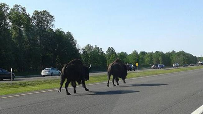 Running of the bulls?