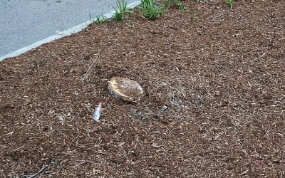 Quincy sideways tree is no more