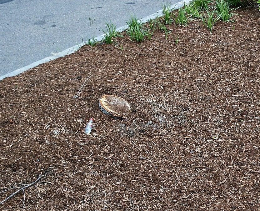 Quincy sideways tree is no more