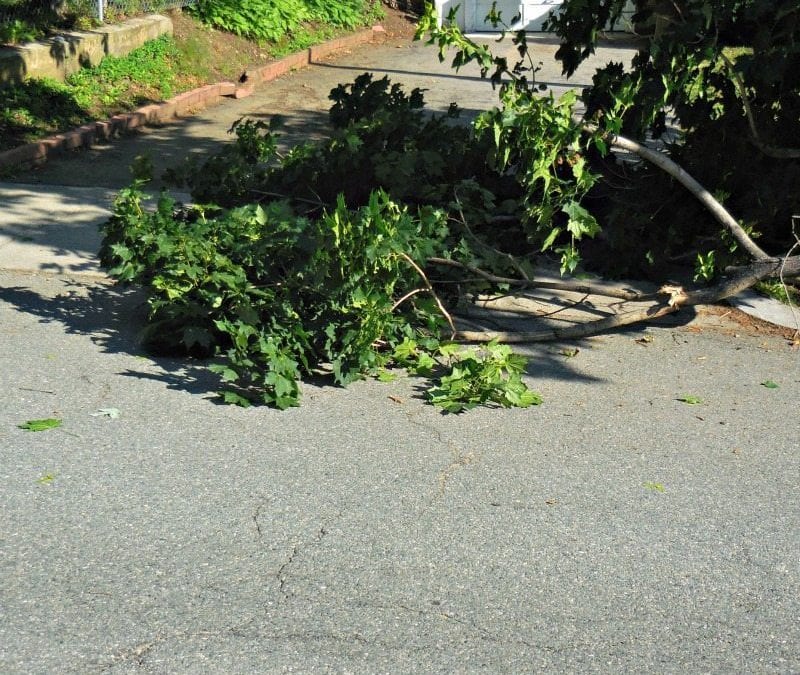 Quincy Center tree breaking badly breaking bad news