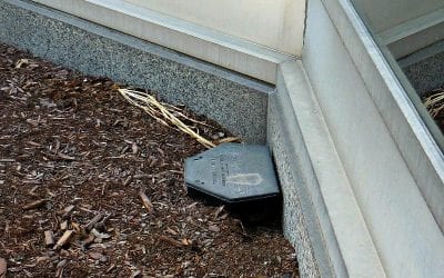 Quincy rat explosion finally receives media coverage