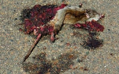 Quincy continues to be infested with rats