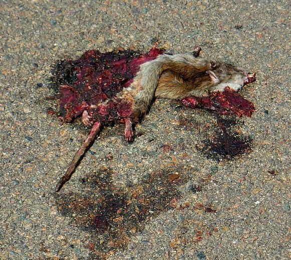 rats-in-the-q-square | Quincy News About Quincy Massachusetts