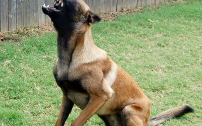 Quincy Quarry News Police Scanner Snippets – Dog bites owner!