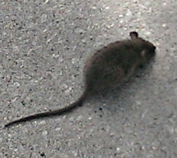 rat-at-stully's-square | Quincy News About Quincy Massachusetts