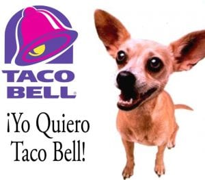 taco-bell-dog-square | Quincy News About Quincy Massachusetts
