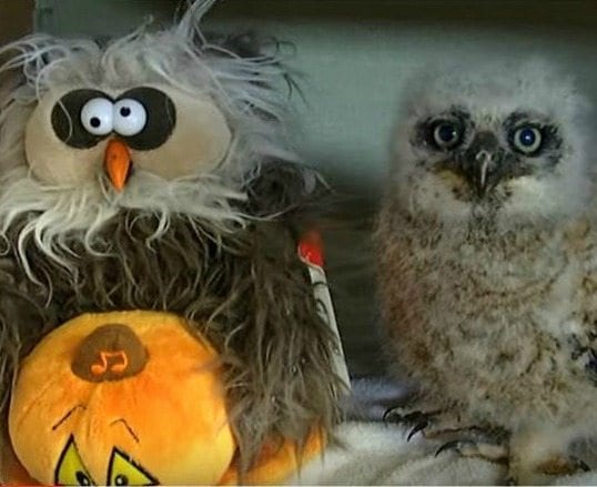 Media late covering dancing owl chick dance video