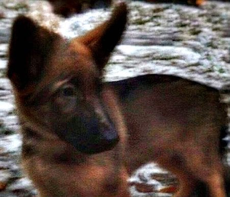 French police dog hero honored by Russians