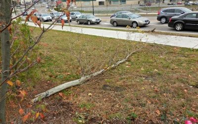Quincy Center Street Light and Tree Double Massacre