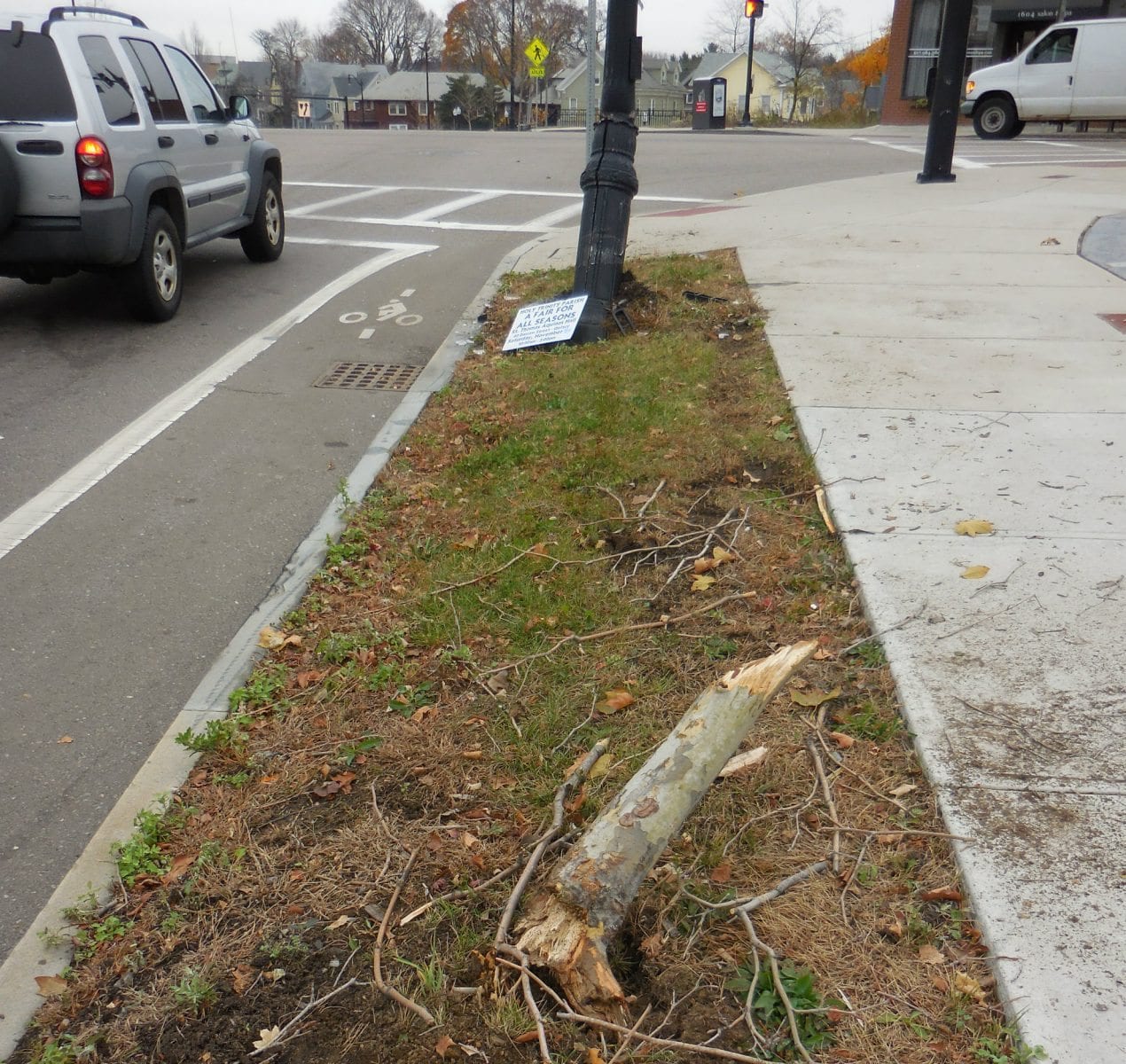 street-light-and-tree-squarish | Quincy News About Quincy Massachusetts