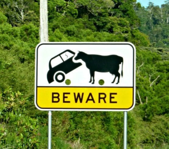 Drivers told to look out for loose cow in Canton – News – The Patriot Ledger, Quincy, MA – Quincy, MA