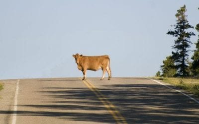 Westborough overrun by wandering herd of cows