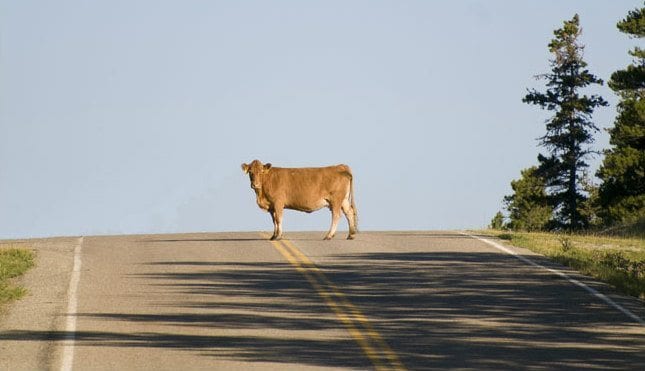Westborough overrun by wandering herd of cows