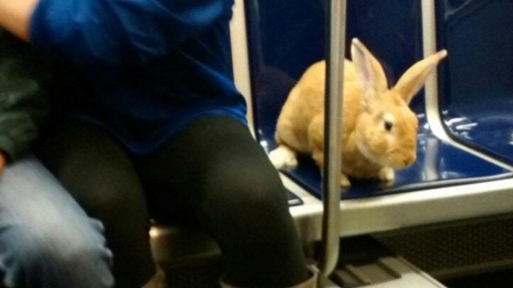 Romping Red Rabbit Rides Red Line