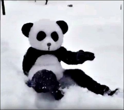 Washington DC Snow Daze Panda fight pending?