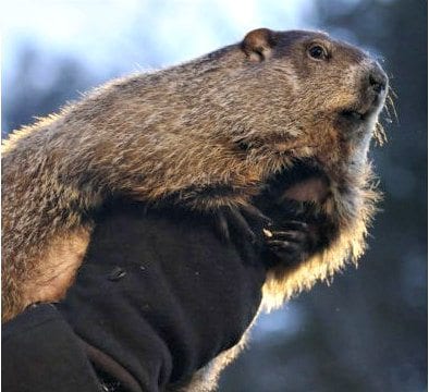 groundhog-phil-1.125 | Quincy News About Quincy Massachusetts
