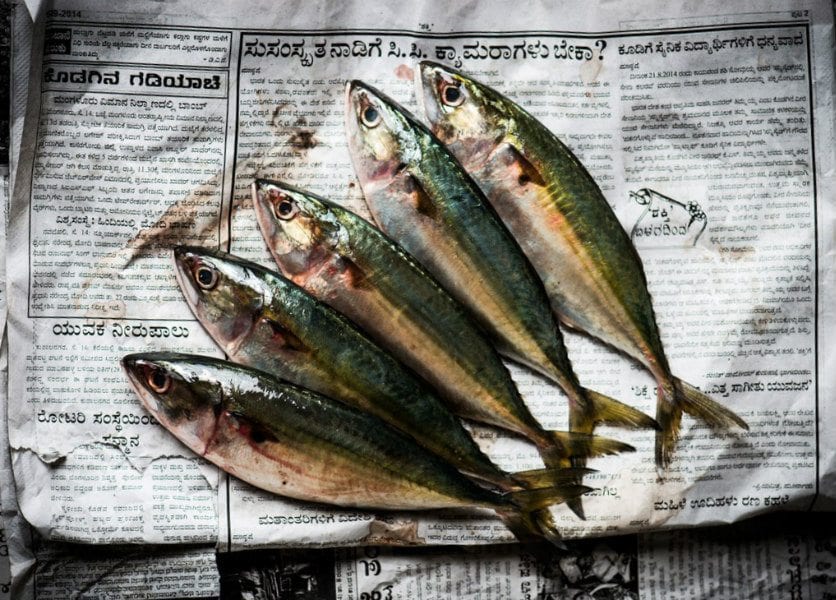 Quincy Quarry Weekly Fish Wrap: “The weird turns pro”