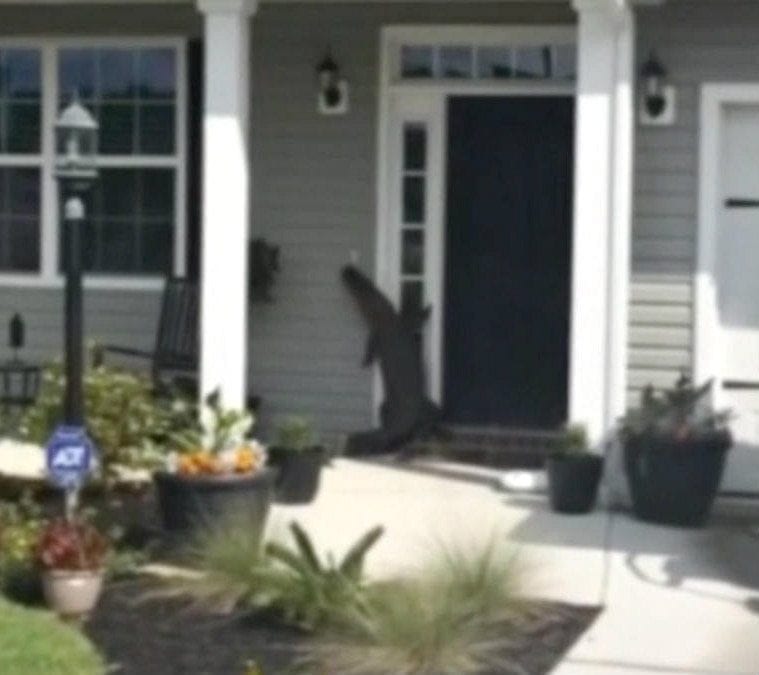 Lost Alligator Tries to Ring Doorbell at SC Home