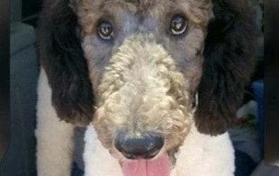 Randolph Police hires Poodle Police Dog