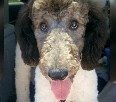 Randolph Police hires Poodle Police Dog