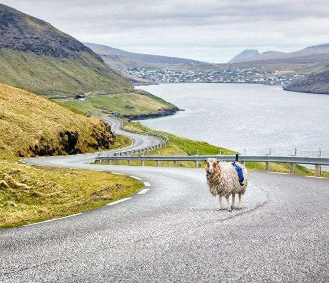 Missing Google Street View, Faroe Islands Instead Get 'Sheep View'