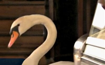 Alfred the Pushy Swan causes a stir at German restaurant
