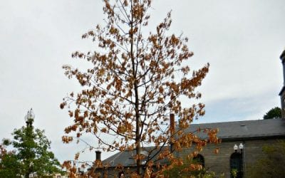 Quincy Center expensive new tree dying from lack of water